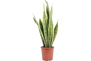 FLOWERBOX Sansevieria trifasciata Laurentii - Planta de interior de fácil cuidado - Altura aprox. 65 cm, diámetro de la maceta 17 cm