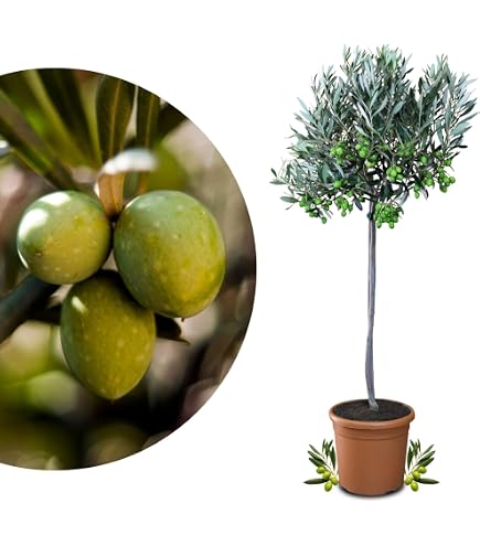 Tropictrees - OLEA EUROPEA - OLIVENBAUM-PON-PON, STAMMUMFANG 100-110 CM :  Amazon.de: Garten