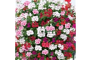 WHIN HILL NURSERIES 9X Trailing Ivy Leaf Geranium Plants. Mixed Bright Coloured Flowers. NOT Plug Plants Garden Ready