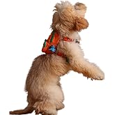 Pawlook Design, Turuncu, &Ccedil;antalı G&ouml;ğ&uuml;s Tasması, K&ouml;pek Sırt &Ccedil;antası &ndash; 2&rsquo;si 1 Arada G&ouml;ğ&uuml;s Tasması Fonksiyonlu, Ayarlanabilir, K