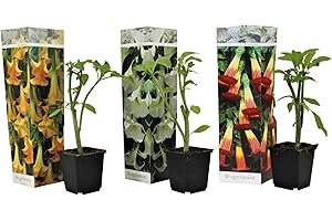 Plant in a Box - Brugmansia Mix - 3 Brugmansia diferentes - Maceta 9cm - Altura 25-40cm