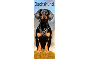 Dachshund Slim 2026 Calendar | Slimline Wall Calendar | Dog Breed Gift | Plastic Free Packaging | by Avonside Publishing