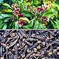 Dwarf Varieties Clove/Lobongo (Syzygium Aromaticum) Plant & Tree Live Plant And Tree For Home And Garden (Pack Of 1)