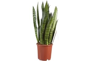 Plante d'intérieur de Botanicly – Langue de belle-mère – Hauteur: 50 cm – Sansevieria Zeylanica