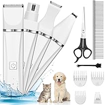 Carlino Cane Animale Domestico - Foto Gratis Su - Foto 12