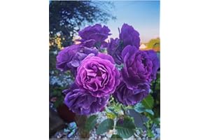 GENERIC Minerva Strong Fragrant Purple/Deep Lilac Minerva Hybrid Tea Bush Rose in A 3 Litre Pot