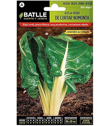 Kale: La Verdura De Moda Es Una Berza Gallega - Foto 3