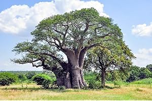 GROW YOUR SECRET GARDEN Baobab 4 Seeds, Boab, Adansonia Gregorii- Great Bonsai