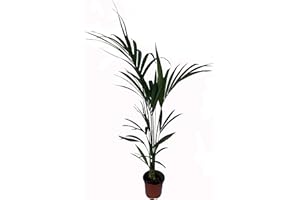 BOTANICLY Kentia - Palmera de interior - Maceta 19cm. - Altura total aprox.1,10m. - Planta viva - (Envío sólo a Península)