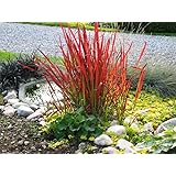 3 x Imperata cylindrica ‚Red Baron‘ 1 Liter (Ziergras/Gräser) JapanischesBlutgrass