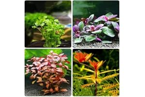 WJKWY-Q Aquarium Pflanzen Samen Gras Bodendecker Aquariumpflanzen Wasserpflanzen Mix Seltene Pflanzenserie - Dekoration Geschenk FüR Pflanzenliebhaber Gartenpflanzen Balkon Deko Pflanze Saatgut 400Stück