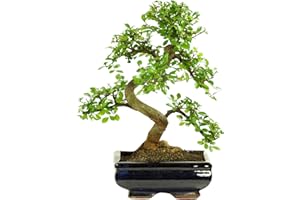 BONSAI LT Bonsaï avec pot en céramique - Ligustrum, Ficus, Carmona, Podocarpus, Orme chinois - environ 6-9 ans