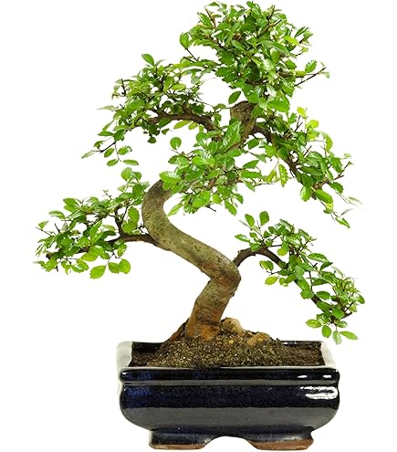 Maison éco-responsable : ces plantes purifient l'air et embellissent votre intérieur Maison éco-responsable : ces plantes purifient l'air et embellissent votre intérieur