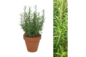Carbeth Plants - Rosemary Herb Plant Gift in 15cm Terracotta Pot Topped with Moss - Evergreen Herb Garden Allotment Gift Set Indoor Outdoor - Easy to Care Culinary Herb Christmas Gardening Gift Idea