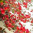M-Tech Gardens Rare Bougainvillea Flowering Plant (Red Climber, Hybrid) Exotic 1 Live Flowering Plant