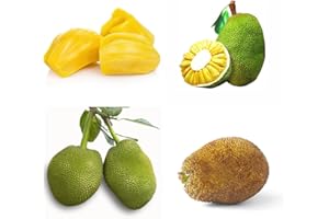 BRKENT 50 Semillas de jaca Semillas de árboles frutales Plantas de interior Semillas de árboles Semillas Plantas de balcón Plantas resistentes perennes resistentes para semillas de balcón Flanzen