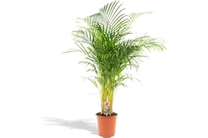 Hello Plants Palma Areca XXL, palma de frutos de oro/Dypsis Lutescens de 130 cm de alto y 24 de diámetro. Planta de interior grande, palmera tropical purificadora del aire. Recién salida del vivero