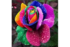 Saterkali Semi di rosa arcobaleno, 200 Pz/borsa Semi di rosa arcobaleno Bella seme di germinazione rapida Semi di bonsai in vaso di fiori per uso domestico seme di rosa