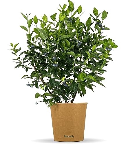 Maibeere/Honigbeere `Altaj - Lonicera kamtschatica, ca. 50-80cm im 3L-Topf  : Amazon.de: Garten