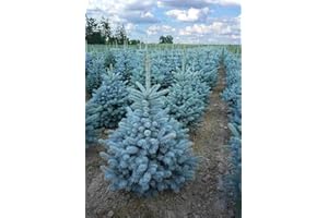 Abete blu pino argentato "Picea pungens Super Blue Seedling" albero di natale pianta in vaso 15 litri h. 70/90 cm Vivaio di Castelletto