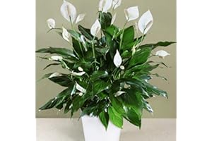 GENERIC Spathiphyllum Peace Lily Indoor Plant - Air-Purifying Houseplant in 8.5cm Pot, Ideal for Home Office, Kitchen, Bedroom and Living Spaces, Offers Serene Beauty and Improved Air Quality