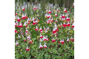 ARBORIX 6 x Salvia Microphylla 'Hot Lips' - Perenni Vaso 9cm x 9cm