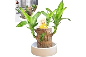 GIENSLRU Brazilian Wood, Brazilian Wood Plant with Groot, Brazilian Wood Decor, Brazilianwood Indoorplants, Home Garden Plants Suitable for Indoor Cultivation (1pc-Monk)