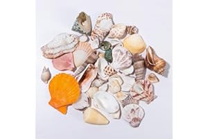 YZPKLHW 120g Deko Muscheln Deko, Shells Bastelmuscheln, Meeresmuscheln Gemischte Strand Muscheln zum Basteln, Natürliche Seesterne zum Basteln für Vase Füller Strand Home Hochzeit Dekorationen DIY Handwerk