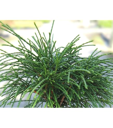 Hochstamm Faden Lebensbaum Whipcord 80-100cm - Thuja plicata - lebende  Gartenpflanze aus den Baumschulen : Amazon.de: Garten