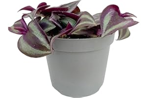 Clouds Hill Succulents Live Wandering Jew Succulent (Tradescantia albiflora) in a 6cm Pot Trailing Potted House Plant (7cm Pot)