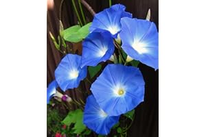 TÛCHE Semi fiori IPOMEA O CAMPANELLA BLU In Busta Ermetica MADE IN ITALY Qualità superiore con 95% di germogliazione con istruzioni