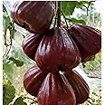Oxiflora® Black Diamond Wax Apple hybrid - 1 Healthy Live Super Yielding Early Fruting Black Diamond Wax Apple Fruit Plant'in Nursery Grow Bag for Home Garden