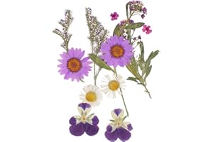 XIAOJING0 12 Stück Getrocknete Blumen DIY Gepresste Gemischte Blätter Gänseblümchen Echte Natürliche Deko Mehrfarbige Trockenblumen Klein für Kunst Basteln Harz Scrapbooking Handwerk Karten Machen-Stil 1