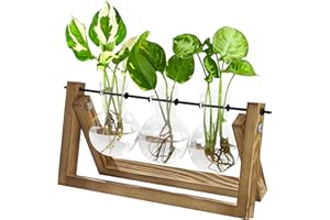 Bamworld Hydroponics Plant Propagation Station with Wooden Stand, 3 Glass Vases for Water Plant Growth and Home Decor