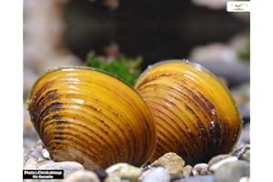GARNELIO TIERE Garnelio - Goldene Körbchenmuschel - Corbicula javanicus - 5er Gruppe