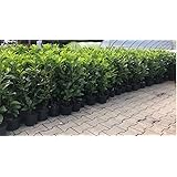 Prunus lauroc.'Novita' winterharte Kirschlorbeer 40-60cm im Topf gewachsen