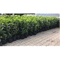Prunus lauroc.'Novita' winterharte Kirschlorbeer 40-60cm im Topf gewachsen (10 Stück)
