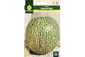 M MASCARELL SEMILLAS DESDE 1920 Mascarell Semillas, CALABAZA, Semillas Huerto, CALABAZA CABELLO DE ÁNGEL, Crea tu Propio Huerto Urbano y Cultivo en Casa, Plantas Hortícolas, 3 Gramos