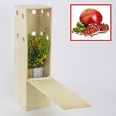 Dwarf pomegranate. Small tree in wooden box. Dwarf pomegranate forest alveolo (2)