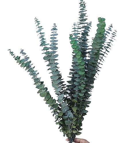 Branches Eucalyptus Naturel 10 Branches D'Eucalyptus Véritable - Pour Salle De Bain, Spa, Décoration Maison/Mariage Eucalyptus Douche Aromathérapie
