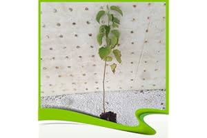 BLACK MULBERRY Morus nigra (morera negra) - Planta