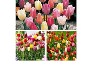 HUMPHREYS GARDEN Triumph Tulip Mixed x 50 Flower Bulbs Size 10/11 Beautiful Bright Spring Flowers. Easy to Grow