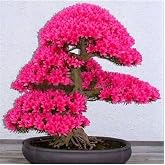 Tohum D&uuml;nyam Japon Sakura Bonsai Ağacı Tohumu 10 Adet
