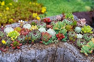 GROW YOUR SECRET GARDEN Sempervivum, Hauswurz, Dachwurz Mischung, 50 Samen