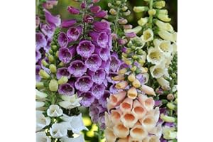 GROW YOUR SECRET GARDEN Fingerhut Mischung 200 Samen, Digitalis