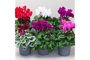 TROPICAL PLANTS UK 9 x Cyclamen Plants, Autumn Bedding, Winter Flowering Plants in 10.5cm pots, Cyclamen Plants Indoor/Outdoor Garden Ready (9 x Cyclamen)