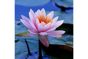 KVHSVB Bulbos de nenúfar, plantas en macetas, plantas de balcón, fragancia violeta, floración todo el año, purificación del agua-40bulbos-E