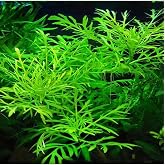 Hygrophila Difformis 4-6 K&ouml;k Canlı Bitki