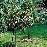 Himbeere Zefa III Herbsternte®, 5 Pflanzen, 9cm Topf