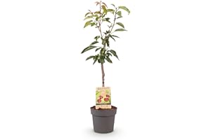 GREEN BOUTIQ GreenboutiQ - Plante fruitière - Cerisier - Prunus avium Regina - Cerise Rouge - Pot 21cm Hauteur 90cm